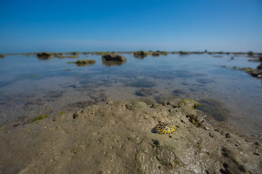 Marine National Park – Wildlife – Jamnagar, Gujarat